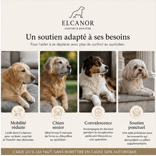 ELCANOR Mobility Assist – soutien pour chien senior et mobilité réduite